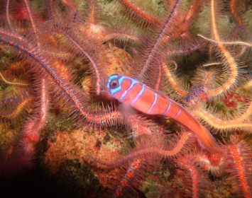 Santa Monica Pier Aquarium Rocky Reef Habitat